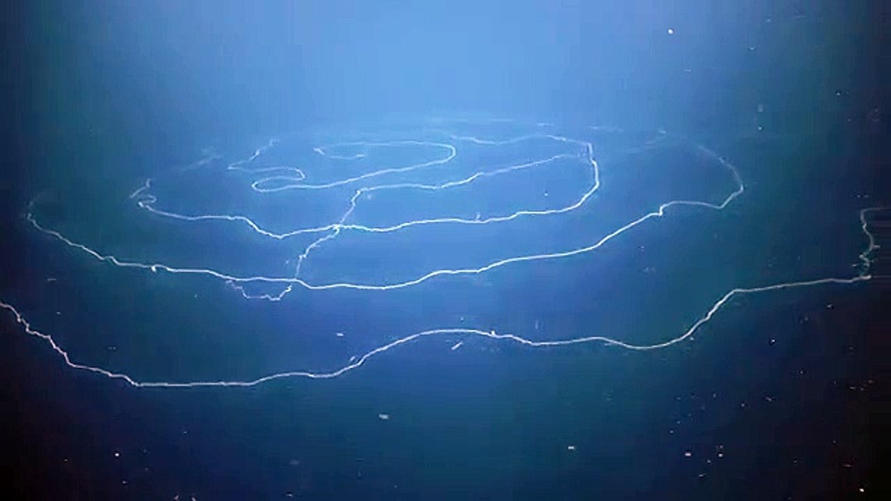 Le siphonophore est l'animal le plus long du monde avec plus de 120 mètres