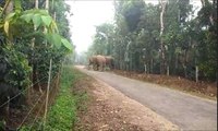 ಸಕಲೇಶಪುರದಲ್ಲಿ ರಸ್ತೆಗಿಳಿದ ಕಾಡಾನೆಗಳು  | Sakleshpur | Elephant | Oneindia Kannada