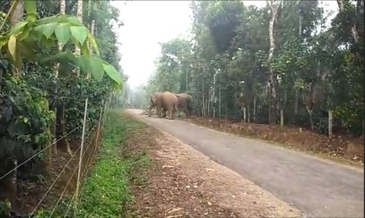 ಸಕಲೇಶಪುರದಲ್ಲಿ ರಸ್ತೆಗಿಳಿದ ಕಾಡಾನೆಗಳು  | Sakleshpur | Elephant | Oneindia Kannada