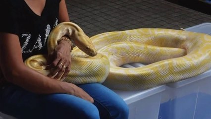 दुनिया के 5 सबसे बडे सांप!! biggest snake in the world!!