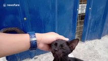 Kind-hearted Filipino man feeds dozens of stray cats every day during COVID-19 lockdown