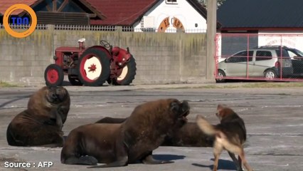 Confinement : des otaries prennent leurs aises dans une station balnéaire en Argentine !