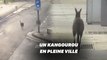 Ce kangourou profite des rues désertes d'Adélaïde pour se promener