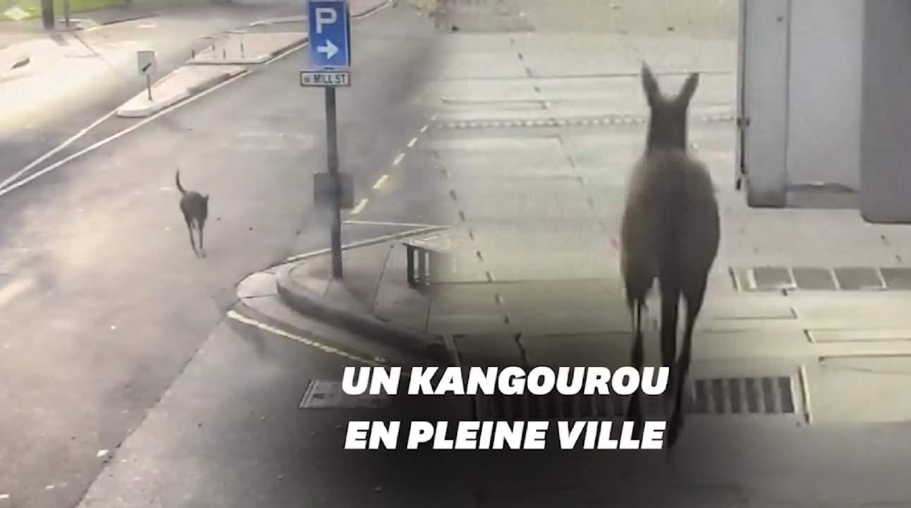 Ce kangourou profite des rues désertes d'Adélaïde pour se promener