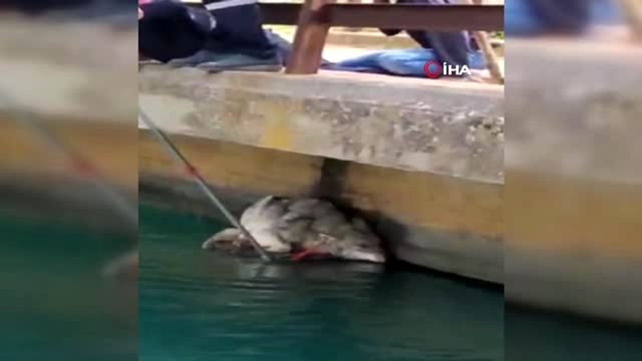 Sulama kanalına düşen kurt itfaiye ekipleri tarafından kurtarıldı