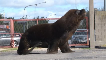 Sea lions take over port amid COVID-19