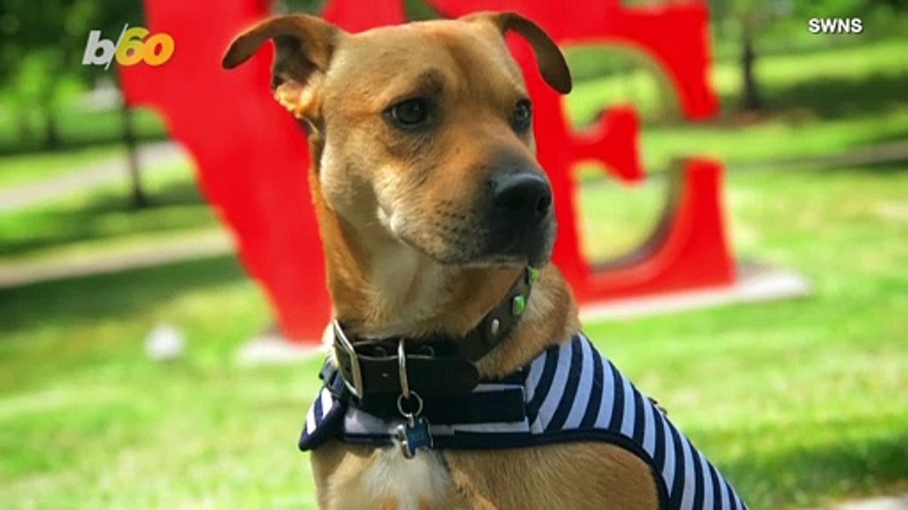 Lucky Dogs! Pennsylvania Resident Takes Care of Three Amputee Dogs That Inspire Others!