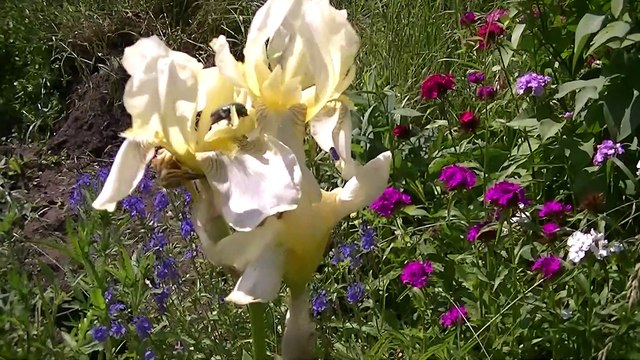 VJetc shows beetles: >> Rosenkäferstolz