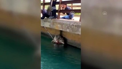 Nusaybin'de sulama kanalına düşen kurt, itfaiye ekiplerince kurtarıldı