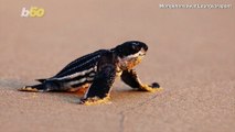 While Humans Are Largely on Lockdown, These Sea Turtles Are Thriving