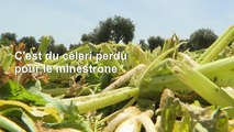 Covid-19, sécheresse... le dur printemps des agriculteurs italiens