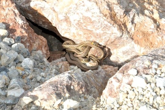 Yüksekova'da sürü halinde görülen yılanlar vatandaşları korkutuyor
