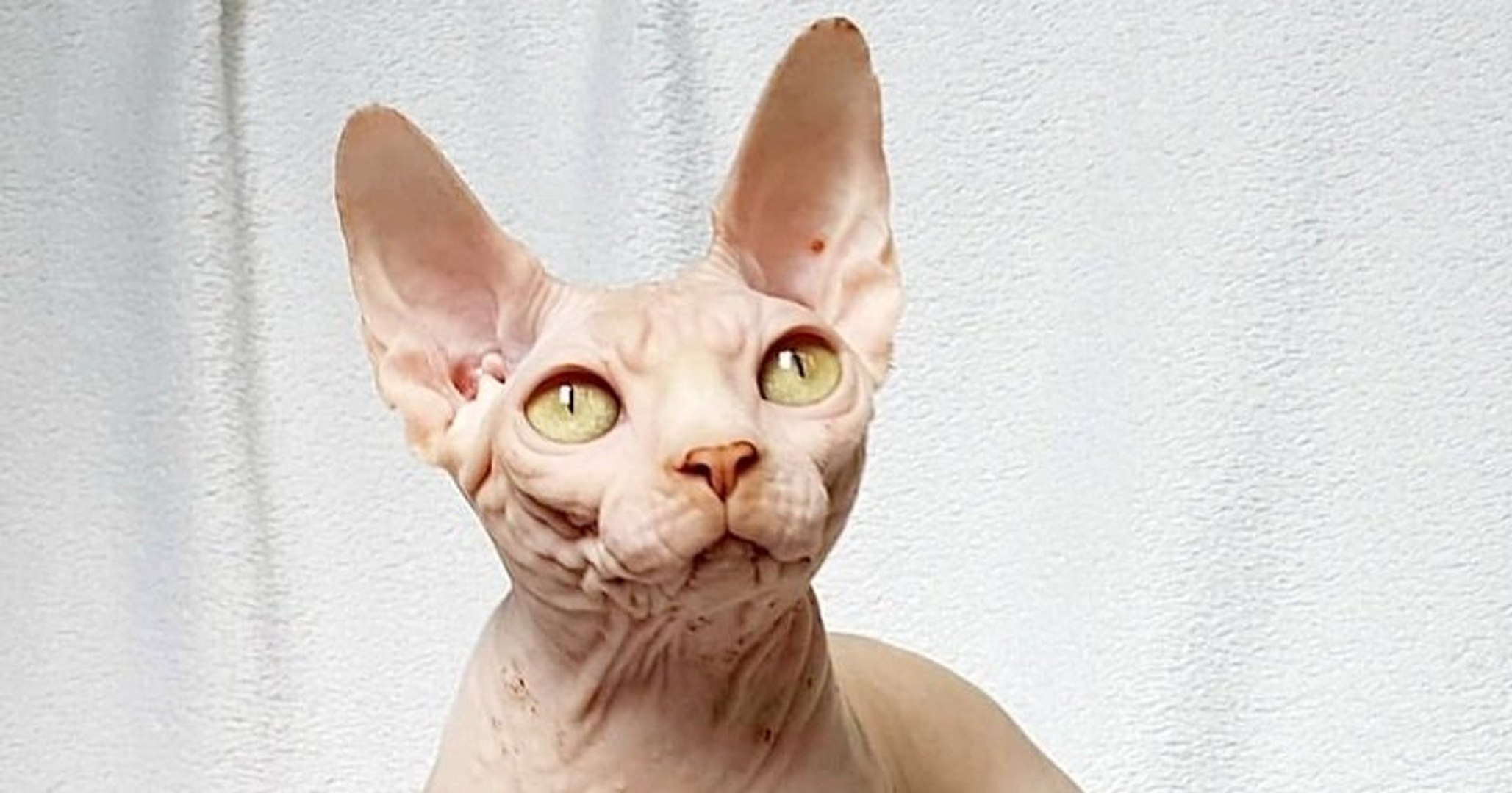 ⁣Cette vidéo présente le sphynx, une race de chat unique