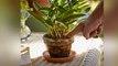 गर्मी में Indoor Plants सूखने लगे तो ऐसे करें देखभाल, MUST WATCH | Boldsky