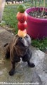 Talented Pooch Balances Fruit