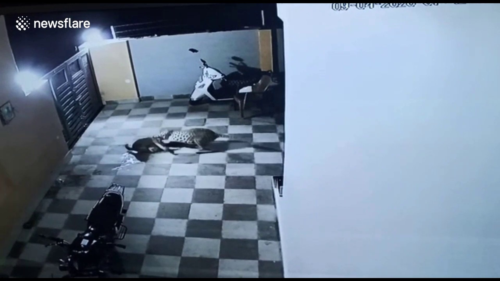 ⁣CCTV Footage Wild Leopard Attack on a Pet Dog