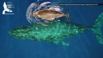 Rare Video Captures Humpback Whale Nursing Her Calf
