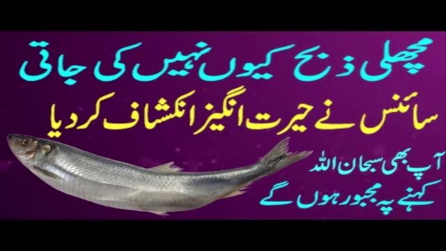 Machli Zibah kyun nahi ki Jaati | machli zibah kyun nahi ki jaati | machli ko zibah kyun nahi karte,machli zibah kyu nahi ki jati,machli,machli zibah kyu nahi ki jaati in hindi urdu,machli zibah kyun nahi ki jaati | what science says machli