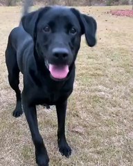 Doggo Does a Happy Dance for Fetch