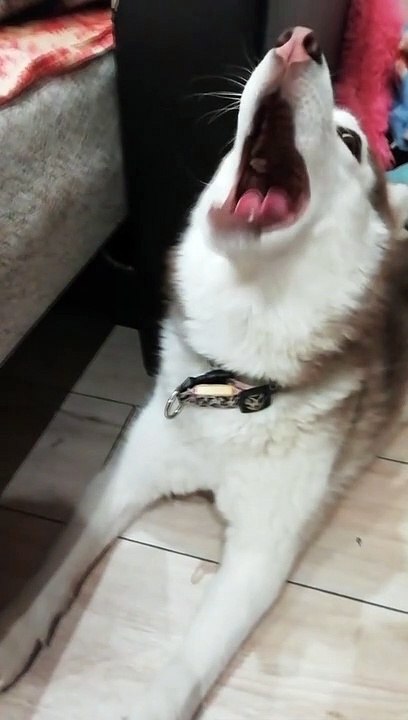 Husky has a Unique Howl