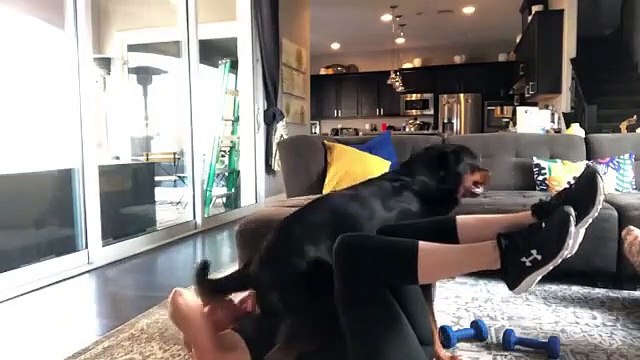 Son chien s'assied sur elle en pleine séance d'abdos !