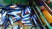 TUNA FISH CATCHING AT KASIMEDU FISHING HARBOUR