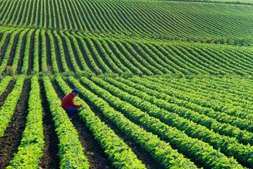 USDA's Supplemental Bailout Will Reach Farms Sooner and Deliver $3 Billion in Produce to Food Banks