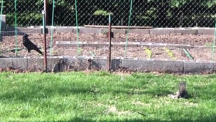 Mother Squirrel Rescues Baby from Raven