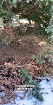Bunnies Playfully Roughhouse Under a Tree