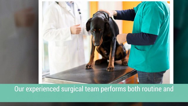 Experience Veterinary Services At Portage Park Animal Hospital & Dental Clinic