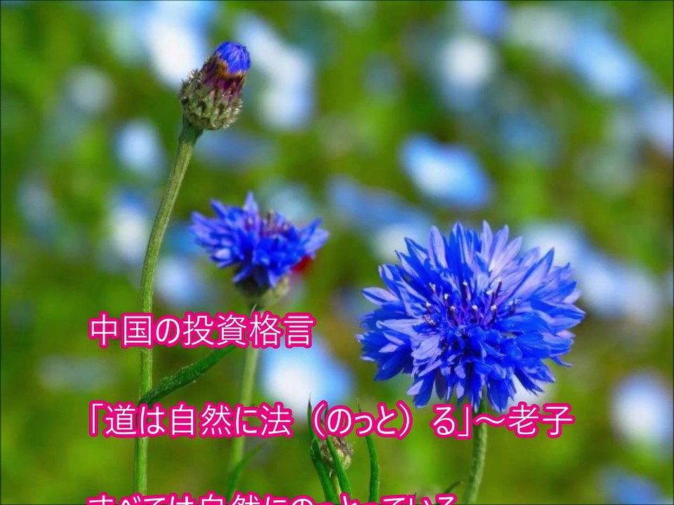 相場格言「道は自然に法る」老子 ～大橋直久