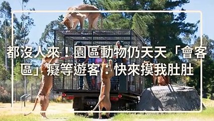 petsmao.nownews-copy3-20200421-12:34