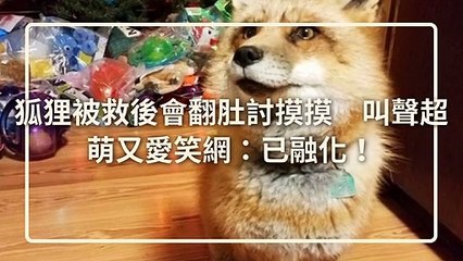 petsmao.nownews-copy4-20200421-12:35