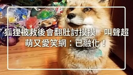 petmao_nownews-copy4-20200421-12:36