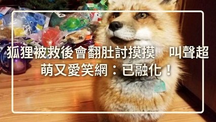 petmao_curation_mobile-copy3-20200421-12:37