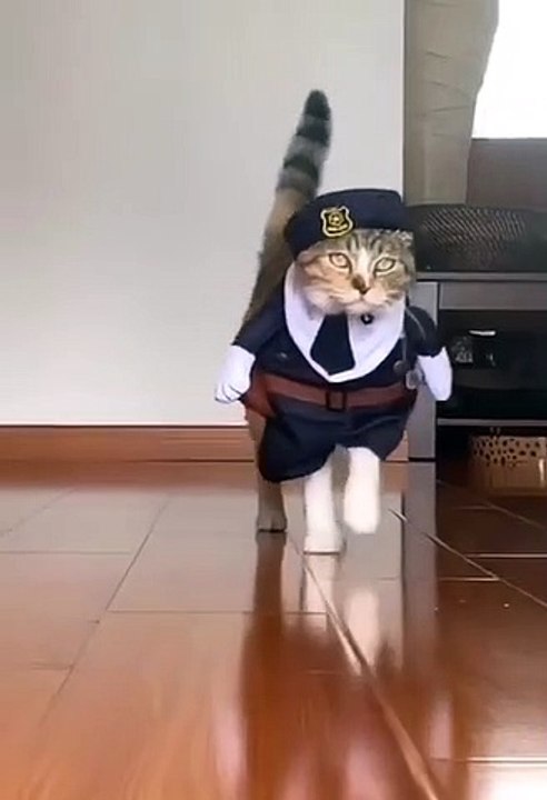 Les chats sont aussi de très bons mannequins de mode