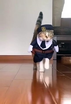 Les chats sont aussi de très bons mannequins de mode