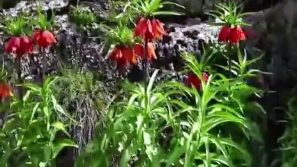 DİYARBAKIR Hz. İsa'ya ağladığına inanılan ters laleler açtı