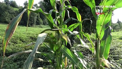 Prof. Dr. Sevgili: Daha önce görmediğimiz böcek türlerine rastlayacağız