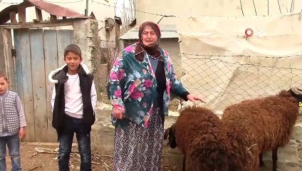 Milli Dayanışma Kampanyası’na çiftçilerden düve ve koyun bağışı