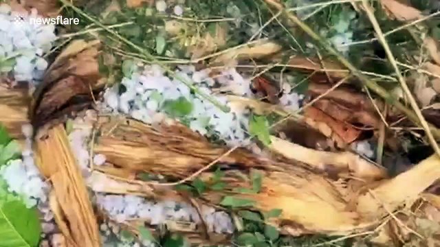 Hailstorms batter northern Thailand damaging dozens of homes