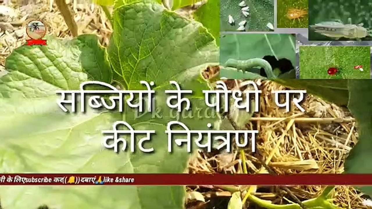 लौकी,तोरी,_कद्दू_आदि_सब्जियों_में_पत्ती_कीट_नियंत्रण।।_leaf_incects_control_in_vegetables.(360p)