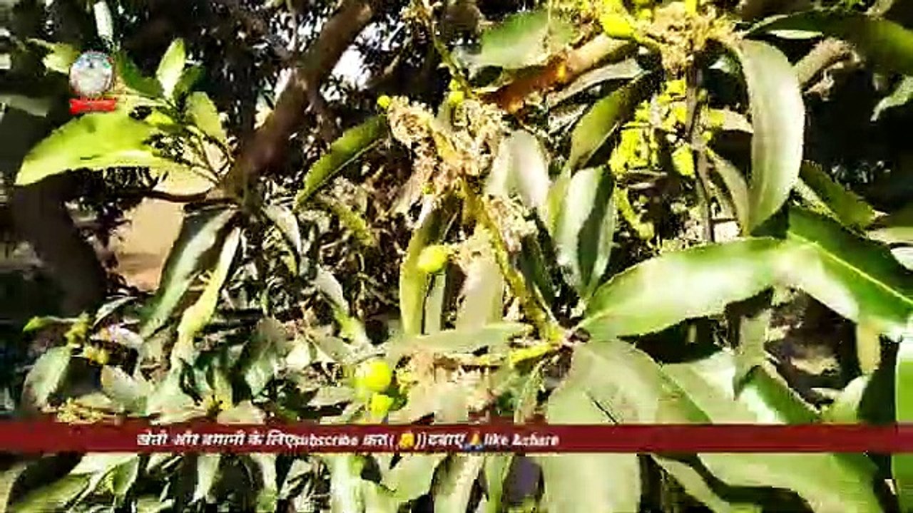 आम_में_खाद,पानी_जिससे_बढ़ेगी_उपज।।Compost_in_mango,_water_which_will_increase_yield.(360p)