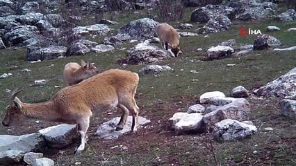 Yaban keçileri yerleşim yerlerine alıştı