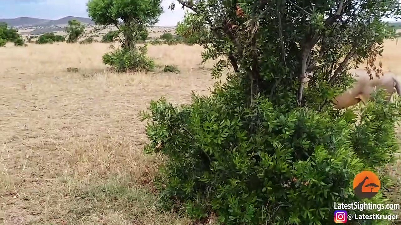 How Not to Wake Up a Lioness