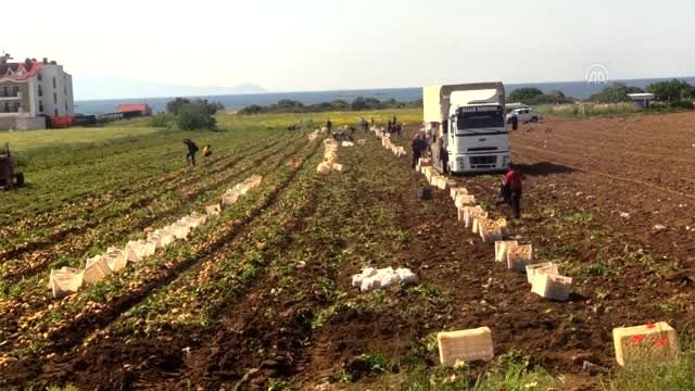 Hasadına başlanan turfanda patates verimi ve fiyatıyla üreticisini sevindirdi