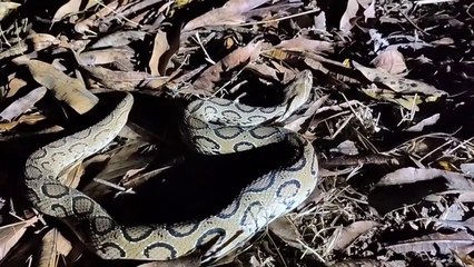 समर्थ नगर बेलगाँव में मिला यह घोनस साँप.. Russell's viper rescued