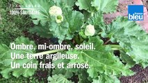Roland Motte, jardinier : la rhubarbe, l'indispensable du jardin