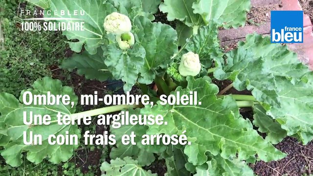 Roland Motte, jardinier : la rhubarbe, l'indispensable du jardin