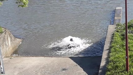 Antoing Darse sauvetage poissons 1